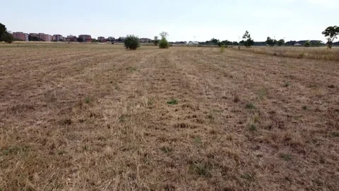 Low drone flight over the grass as sun sets Stock Footage 135409752