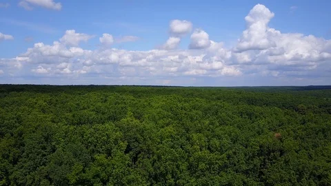Low drone flight over green forest on summer day. Aerial view of big oak forest. Stock Footage 115912057