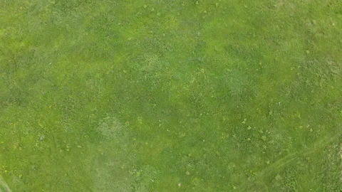 Low drone flight over green grass. Environment concept. Stock Footage 135349590