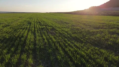 Low Drone Flight Over Green Wheat Field at Sunset – Agricultural Landscape Vidéo 330587175