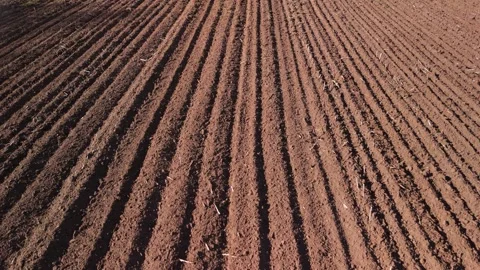 Low Drone Flight Over Harvested Cornfield with Soil and Crop Remains Stock Footage 306670352