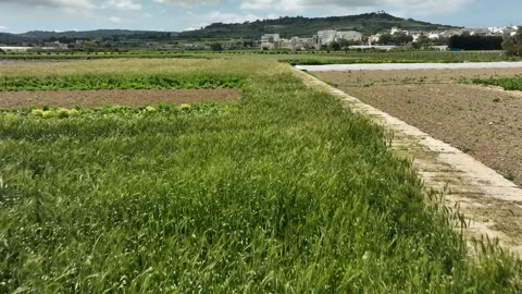 Low Drone Flight Over Lush Maltese Fields with Green Crops and Rural Pathway Stock Footage 307159373