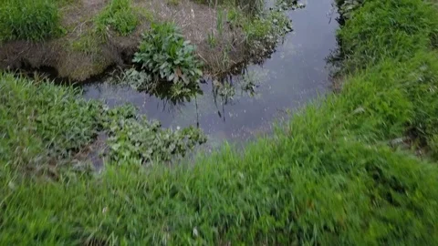 Low drone flight over a marshy river bank, and looking up towards the horizon Stock Footage 108919033