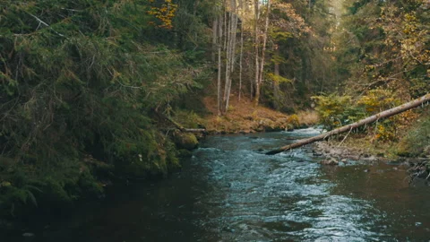 Low drone flight over mountain river and orange autumn trees Stock Footage 318871234