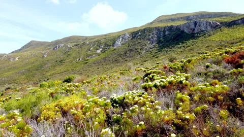 Low drone flight over native fynbos vegetation on Western Cape mountainside Stock Footage 316746677