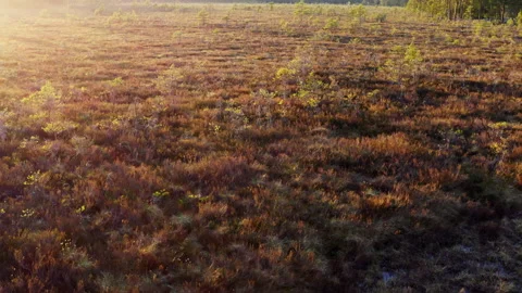 Low drone flight over natural marsh at sunset. The colors of a bog. Stock Footage 276530252