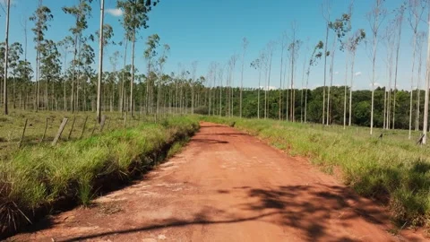 Low Drone Flight Over Orange Dirt Road Between Tree Plantations in Paraguay Stock Footage 307489167