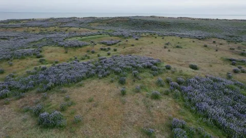 Low drone flight over purple lupine fields near the coast, Kopasker Iceland Stock Footage 346552161