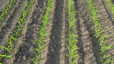 Low drone flight over rows of young maize 스톡 동영상 160804569