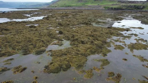 Low drone flight over seaweed covered tidal flats in Kjalkafjordur fjord Stock Footage 346552182