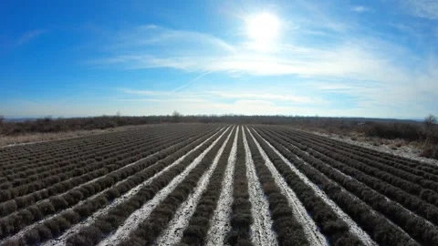 Low drone flight over snowy lavender fields in Bulgaria during winter backlight Vídeo Stock 318400653