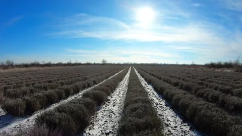 Low drone flight over snowy lavender fields in Dobrich Stock Footage 318400697