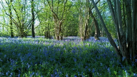Low drone flight over spring bluebells in woodland Stock Footage 154241035