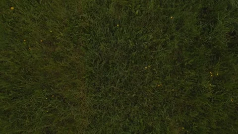 Low Drone Flight Over Spring Grass With Yellow Flowers Vidéo 307943861