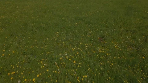 “Low Drone Flight Over Spring Grass and Wild Yellow Flowers Vidéo 308070842