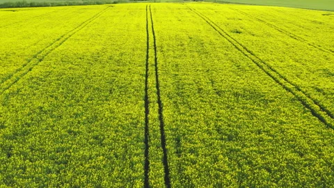 Low drone flight over a wide blooming canola field, rapeseed on a sunny day. Video stock 275855828