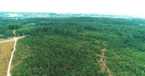 Low drone flight over young small trees surrounded by large ones in a summer Stock Footage 126669050
