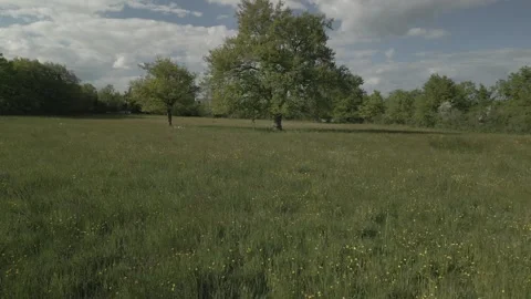 Low Drone Flight in Reverse Over a Wildflower Field, Centered on a Lone Tree Stock Footage 303165356
