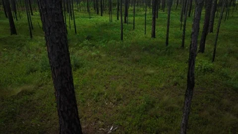 Low drone flight through pine tree forest Video stock 309021177