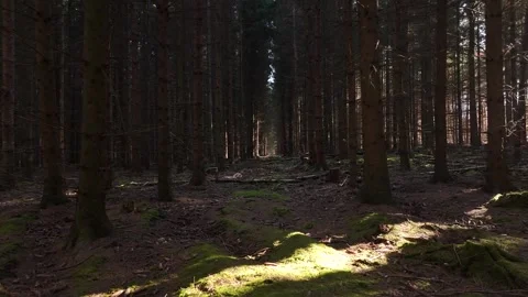 Low Drone Flight Through Pine Forest with Sun Rays Stock Footage 320904788