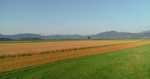 Low drone flying over wheat farming field, Ljubljana basin, Slovenia Stock Footage 145463046