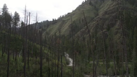 Low drone flying through burn scar and charred trees in Idaho forest Stock Footage 203923536