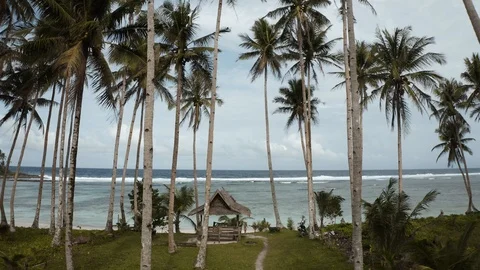 Low drone flying through palm trees in front of the sea Stock Footage 103544001