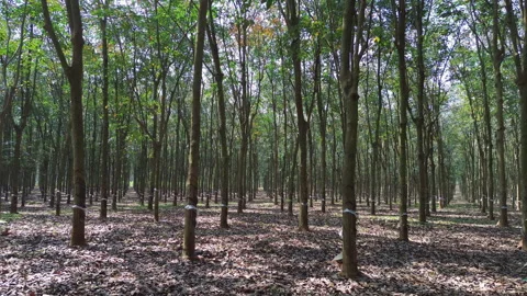 Low Drone Flythrough Rows of Rubber Trees, Rubber Plantation, Southern Vietnam 库存影片 329914128