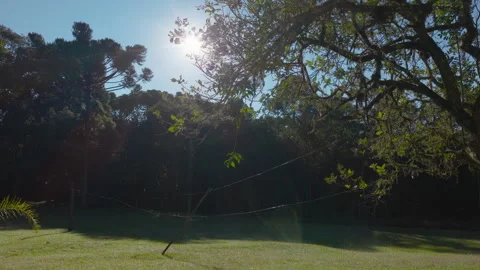 Low Drone Move Right To Left Past Araucaria Trees And Sunlit Clearing Stockbeeldmateriaal 343436476