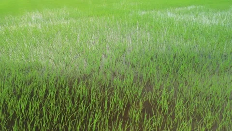 Low drone over newly planted rice paddies, Sekinchan, Malaysia Stock Footage 316691707
