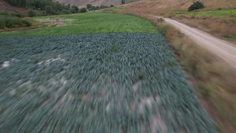 Low drone pass over dry Chalus Road grassland and a dirt track leading toward Stock Footage 343907457