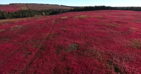 Low Drone Pass Over of  Vivid WIld Blueberry Field in Peak Autumn Hues Stock Footage 172459602