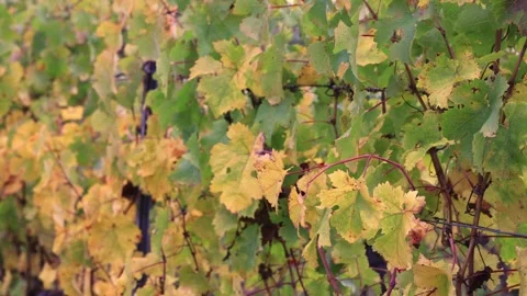 Low Drone Pass Through Autumn Vineyard Rows Stock Footage 320172518