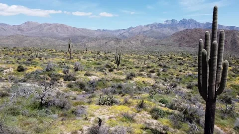 Low Drone Pass Through A Forest Of Saguaro Cactus In Arizona Stock Footage 246496300
