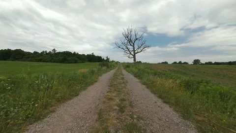 Low drone shot flying down a rural dirt road past a bare dead solo tree Video stock 341813447