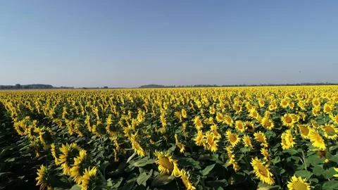 Low drone shot of a large field of sunflowers 動画素材 166859207