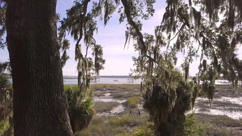 Low drone shot moving from shore with trees to over water with sailboats Stock Footage 119979904