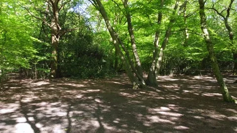 Low drone shot reversing through trees in a wooded area with dappled sunlight Stock Footage 159568356