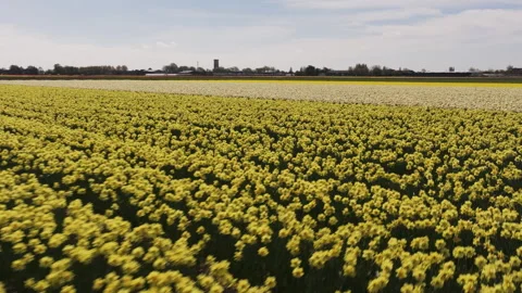 Low drone shot rotating over a blooming tulip farm, bright spring afternoon 库存影片 332522046