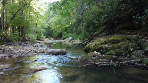 Low drone shot through the forest over a creek Stock Footage 218609653