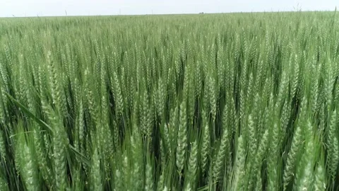 Low drone shot of wheat field Видео 166893237