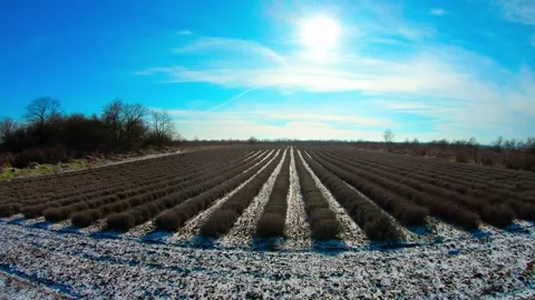 Low drone side flight over snowy lavender fields in Bulgaria Stock Footage 318400721