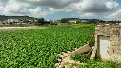 Low Drone View of Lush Maltese Farmland with Stone Shed and Green Fields Stock Footage 307159366