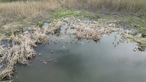 Low drone view over pond water with dry reed clumps Stock-Footage 348170926