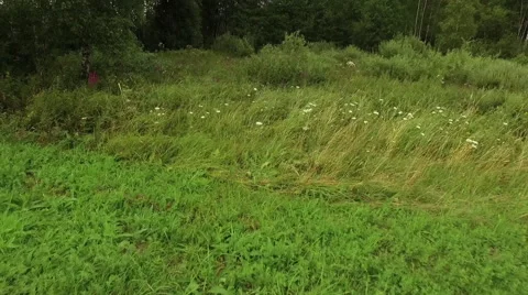 Low dynamic fly over the forest meadow Video stock 63633909