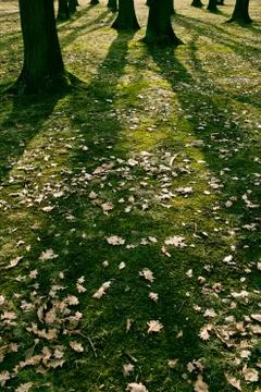 Low early spring setting sun in a forest casting long shadows Photos