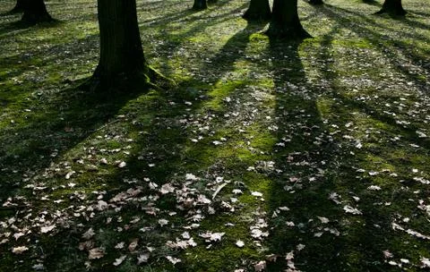 Low early spring setting sun in a forest casting long shadows Foto stock