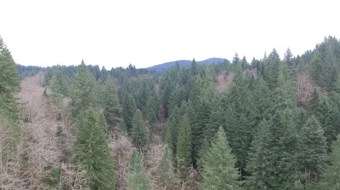 Low Elevation Flight Through A Small Valley Video stock 87277500