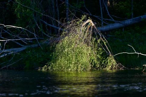 Low evening sun light illuminating leaves of a fallen Aspen tree by a river Stock Photos
