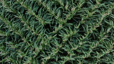 Low Falling Overhead Drone Shot of Cornfield at Magic Hour Vídeo Stock 140066062